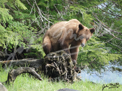 fb-014-fuzzy-bear-on-tree-roots500