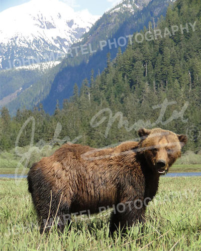 gb-027-grizzly-standing-in-scenery500