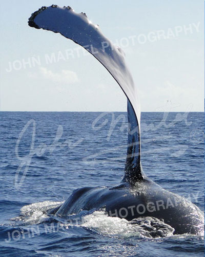 sea-024-humpback-pectoral-flap-from-behind500