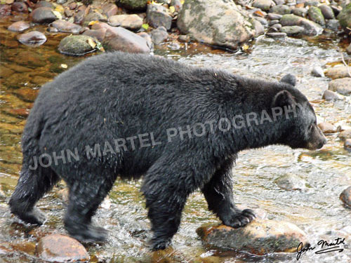 john-martel-black-bear-fishing