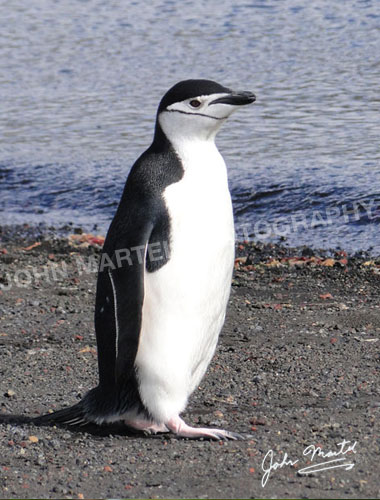john-martel-chinstrap-penguin