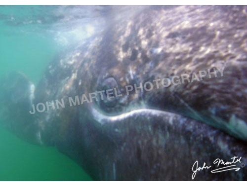 john-martel-grey-whale-front-eye
