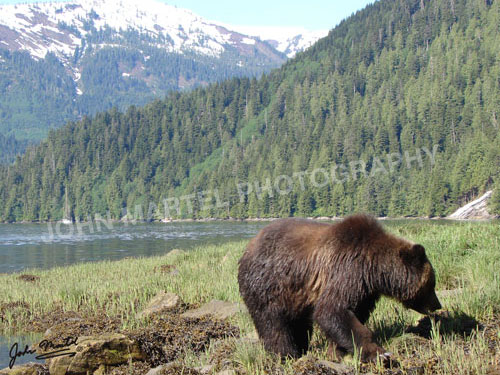 john-martel-grizzly-bear-scenery