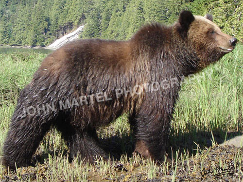 john-martel-grizzly-bear-side-pose