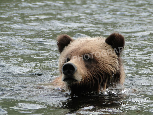 john-martel-grizzly-bear-swimming