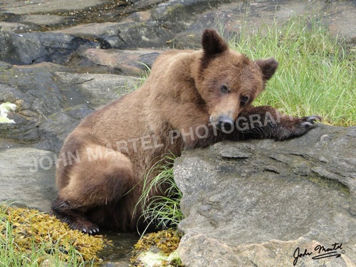 john-martel-grizzly-bear-young-posing-rock
