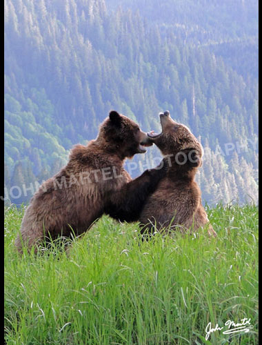 john-martel-grizzly-bears-early-tussle