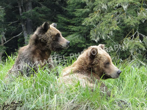 john-martel-grizzly-bears-two