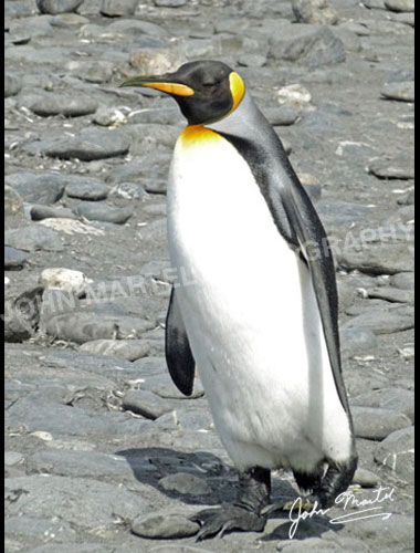 john-martel-king-penguin