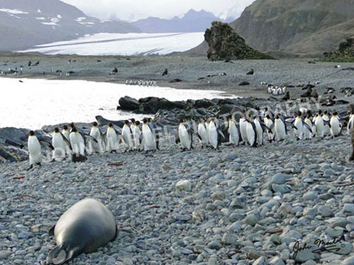 john-martel-king-penguins-marching-to-sea