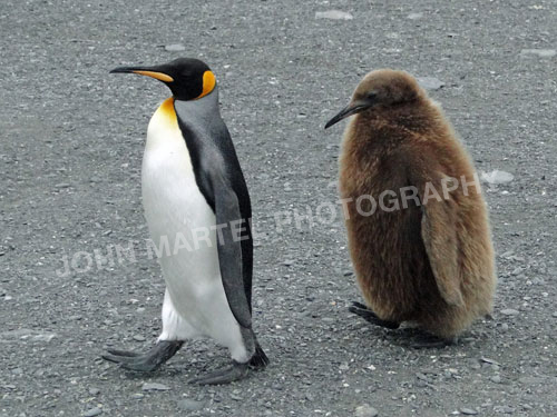 john-martel-mom-gentoo-penguin-yearling