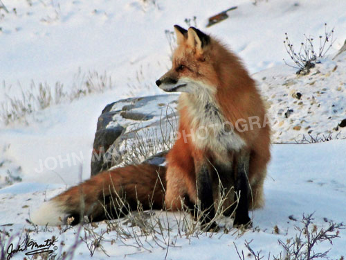 john-martel-red-fox-in-snow
