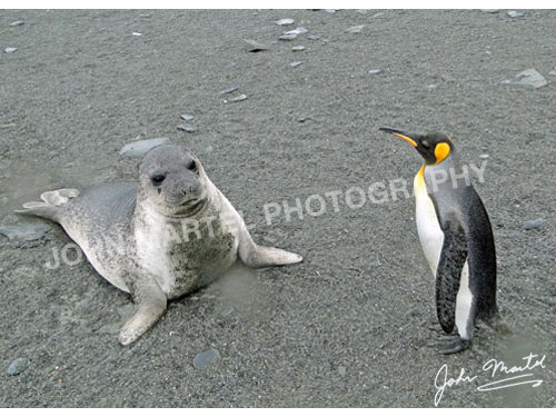 john-martel-seal-penguin-standoff