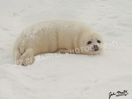john-martel-snowy-seal