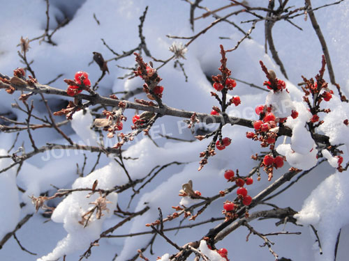 john-martel-winter-berries-churchill-mb